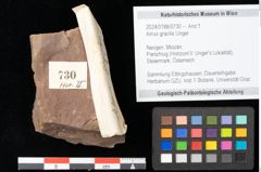 Foto (Objekt + Etikett) von Alnus gracilis Unger (NHMW-GEO-2024-0188-0730)